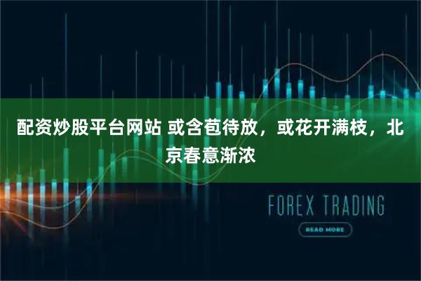 配资炒股平台网站 或含苞待放，或花开满枝，北京春意渐浓